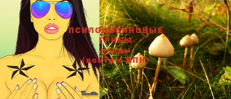 Псилоцибиновые грибы Psilocybe  Нефтегорск 